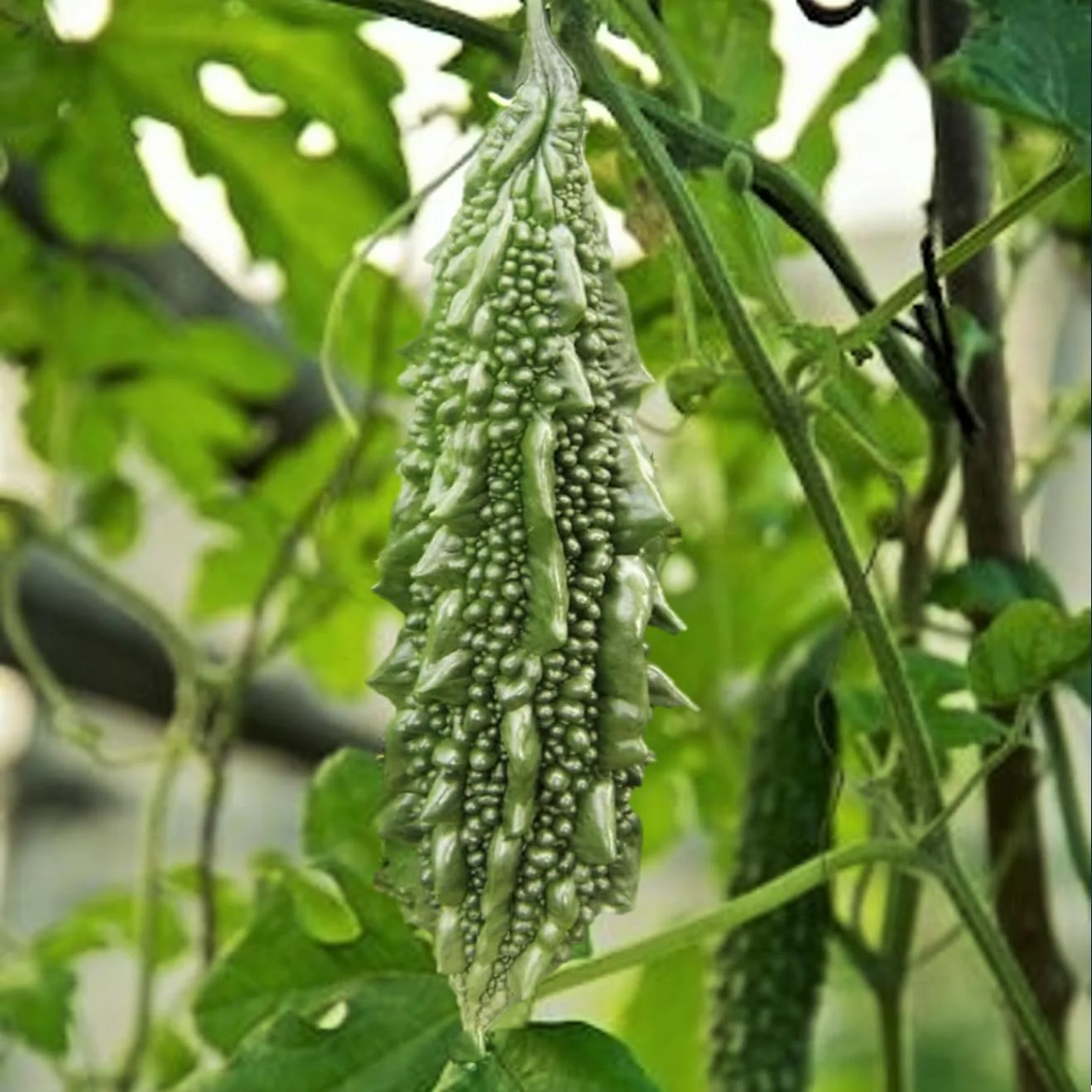 Bitter Melon Jounpuri Seeds - Premium Quality for Your Garden | Buy Seeds Online