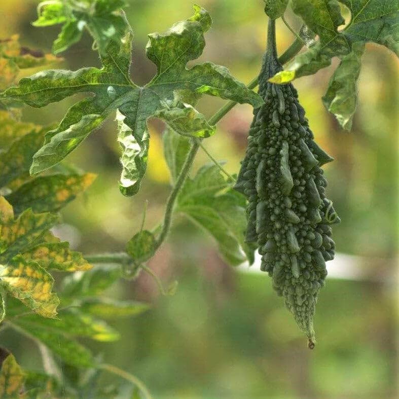 Bitter Melon Jounpuri Seeds - Premium Quality for Your Garden | Buy Seeds Online - Image 5
