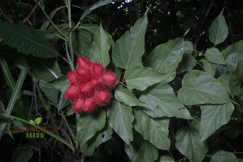 Bixa Orellana Seeds For Planting, Add Vibrancy to Your Garden with Annatto Tree Seeds - Image 4