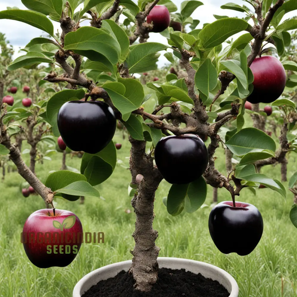 Black Apple Fruit Seeds for Planting, Elevate Your Home Gardening Experience with Exotic Fruit Seeds - Image 3