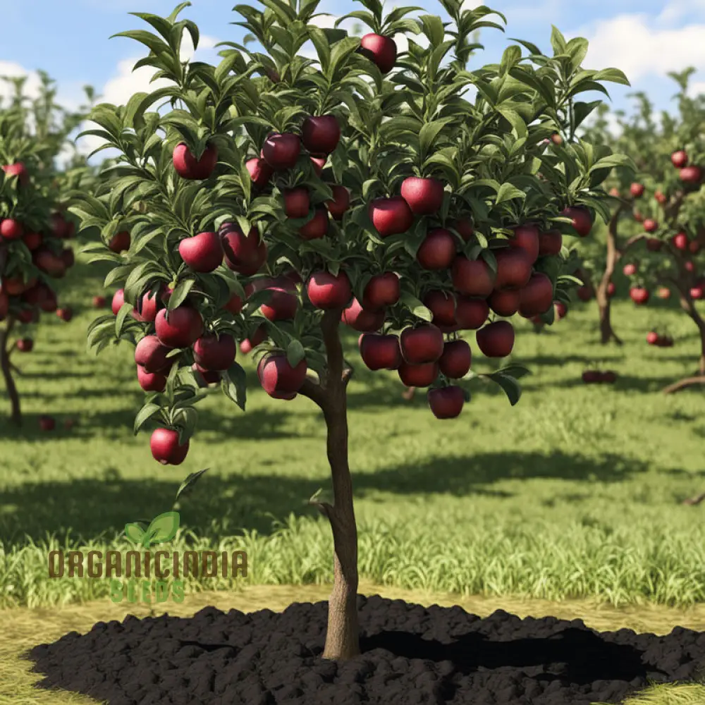 Black Apple Fruit Seeds for Planting, Elevate Your Home Gardening Experience with Exotic Fruit Seeds - Image 4