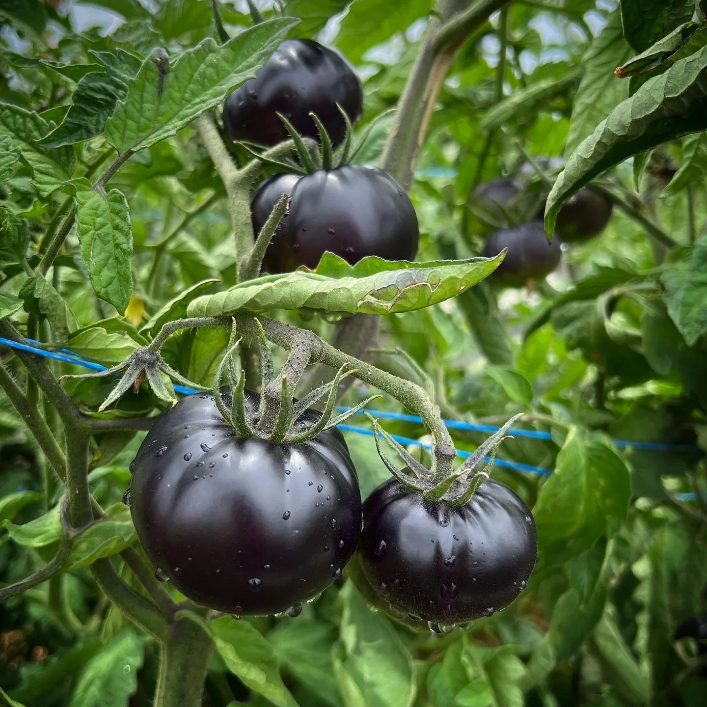Black Beauty Tomato Seeds – Rare, Heirloom, and Extra Dark Skinned Tomatoes - Image 2