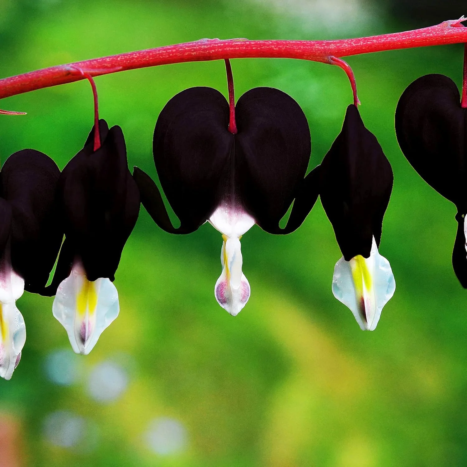 Black Bleeding Heart Seeds Perennial Cut Flowers, Deer And Rabbit Resistant, Attracts Butterflies, Ideal for Beds And Borders