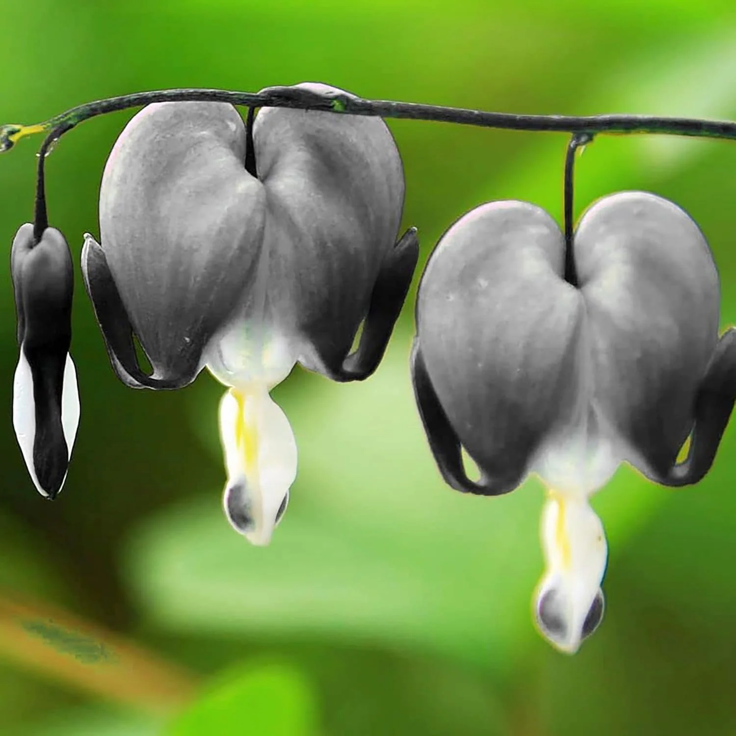 Black Bleeding Heart Seeds Perennial Cut Flowers, Deer And Rabbit Resistant, Attracts Butterflies, Ideal for Beds And Borders - Image 3