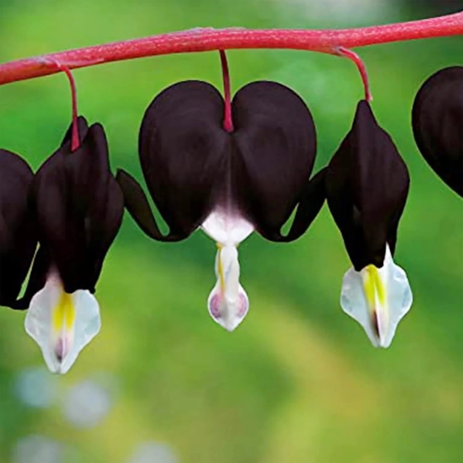 Black Bleeding Heart Seeds Perennial Cut Flowers, Deer And Rabbit Resistant, Attracts Butterflies, Ideal for Beds And Borders - Image 4