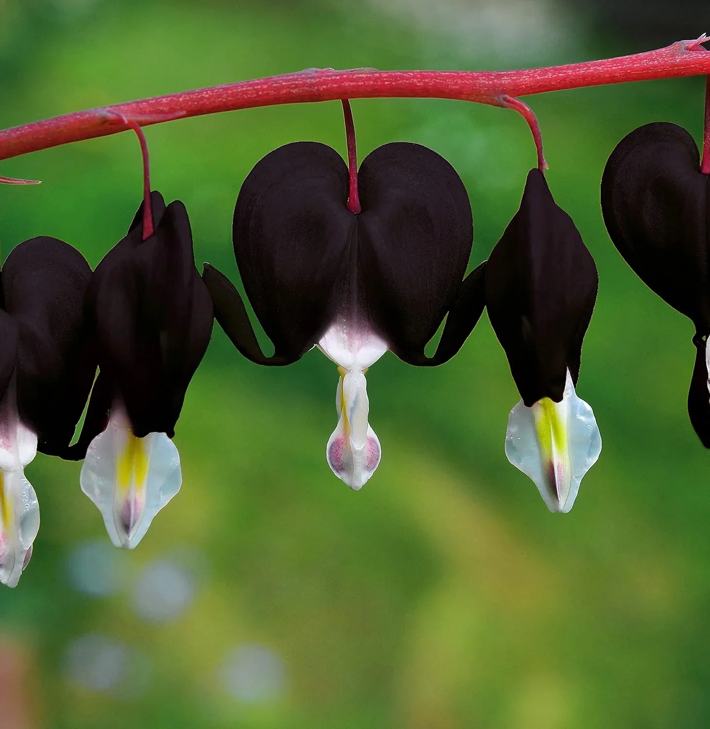 Black Bleeding Heart Seeds Perennial Shade Flowering Seeds for Stunning Blooms