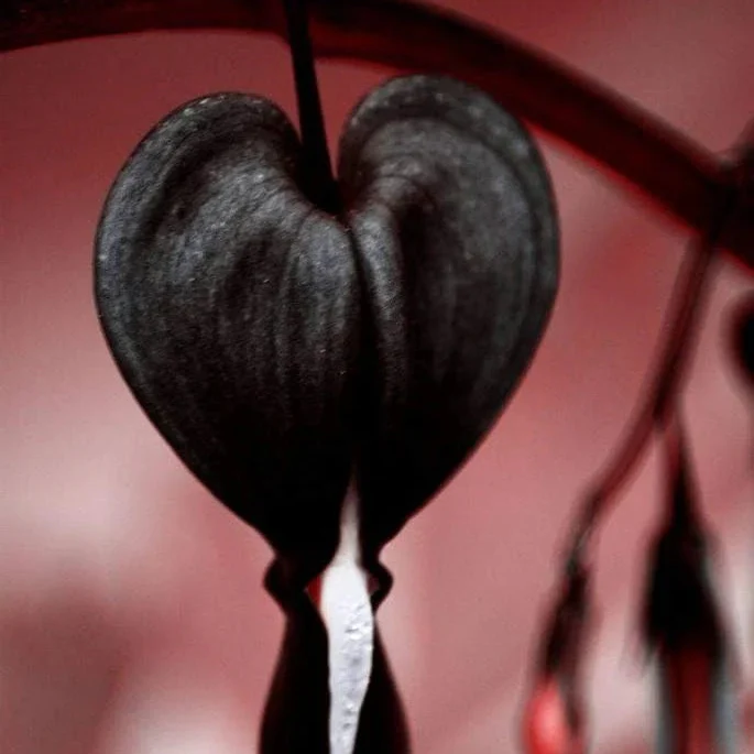 Black Bleeding Heart Seeds Perennial Shade Flowering Seeds for Stunning Blooms - Image 3