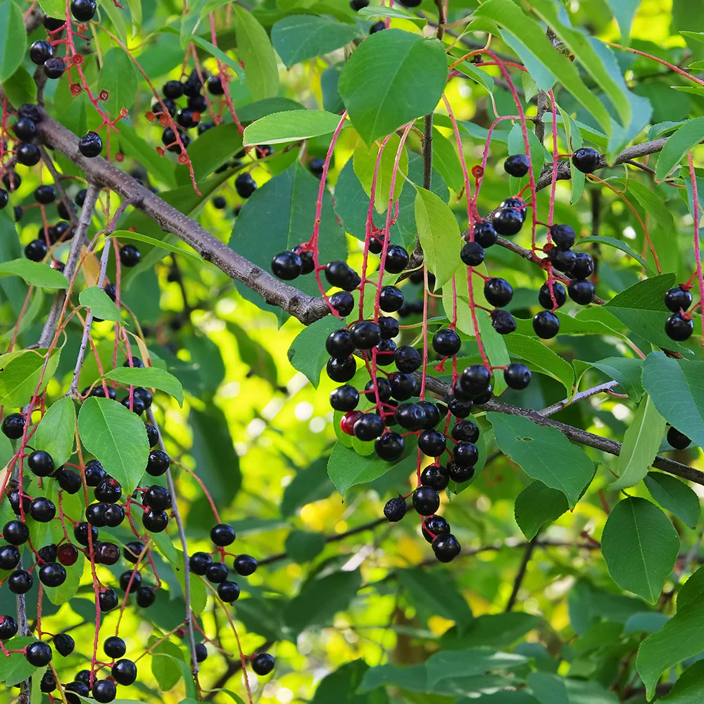 Black Cherry Fruit Tree Seeds - Image 3