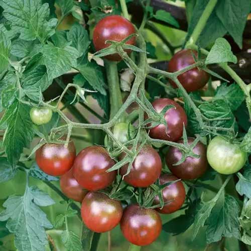 Black Cherry Tomato Seeds, Sweet & Juicy Heirloom Variety - Image 2