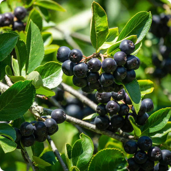 Black Chokeberry Fruit Seeds - Image 4