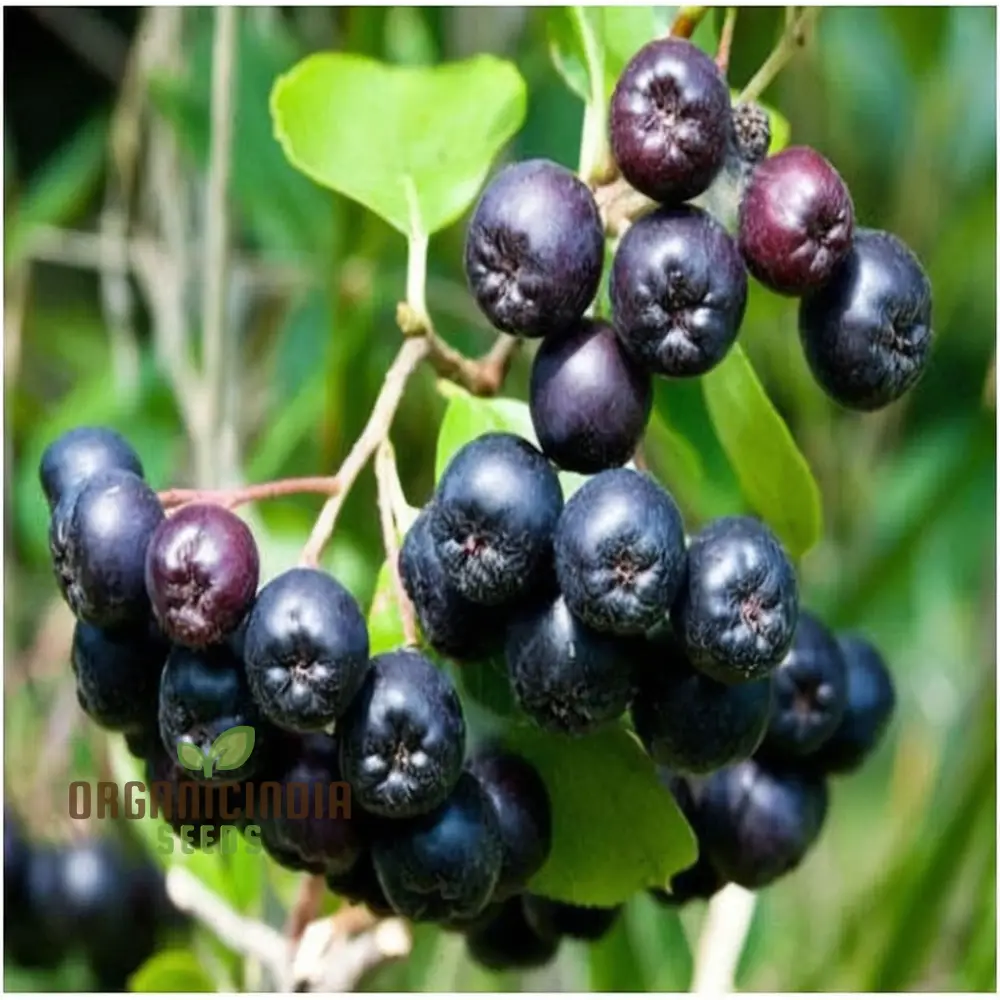 Black Chokeberry Fruit Seeds - Image 5
