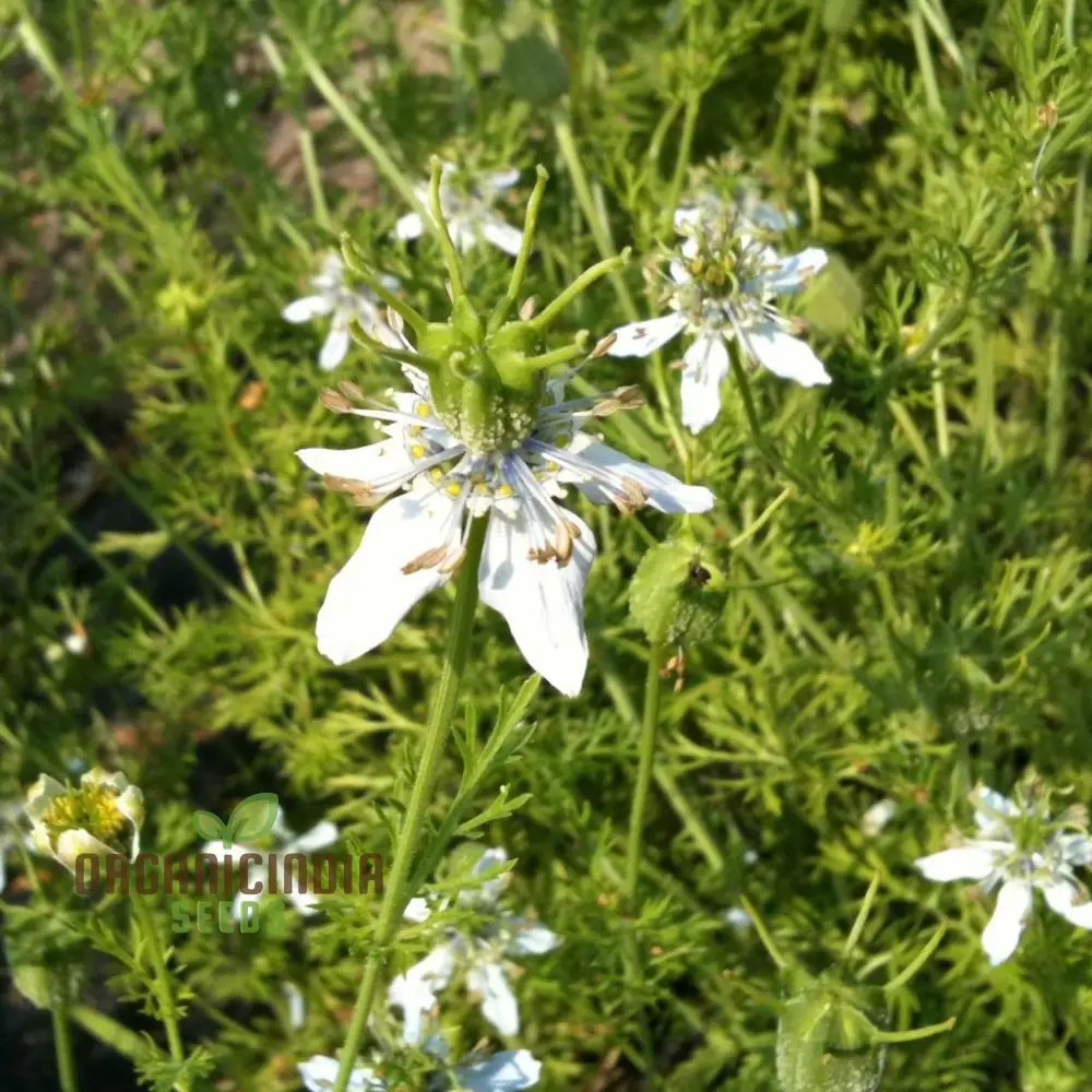 Black Cumin Seeds for Planting and Gardening - High Germination Rate - Image 3