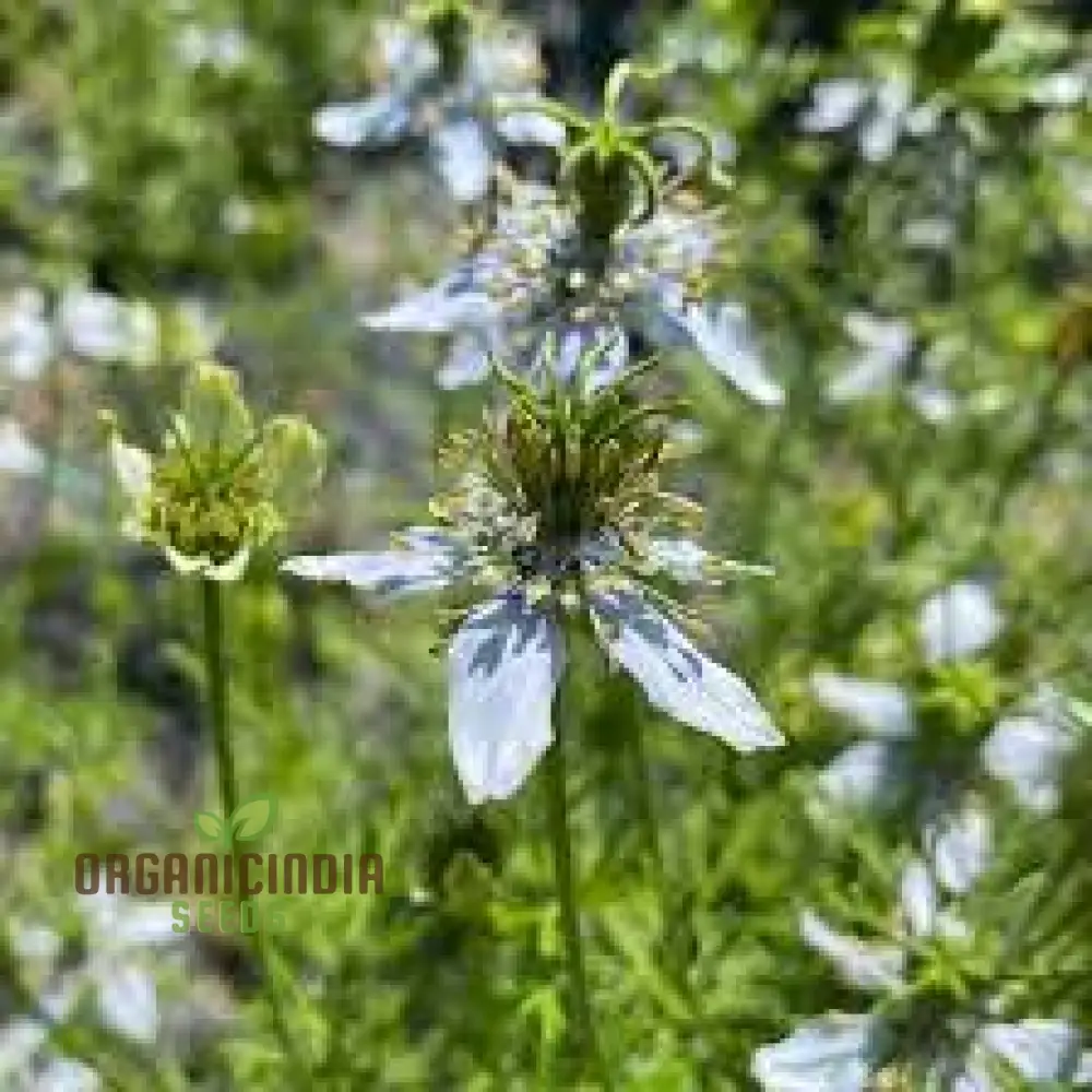 Black Cumin Seeds for Planting and Gardening - High Germination Rate - Image 4
