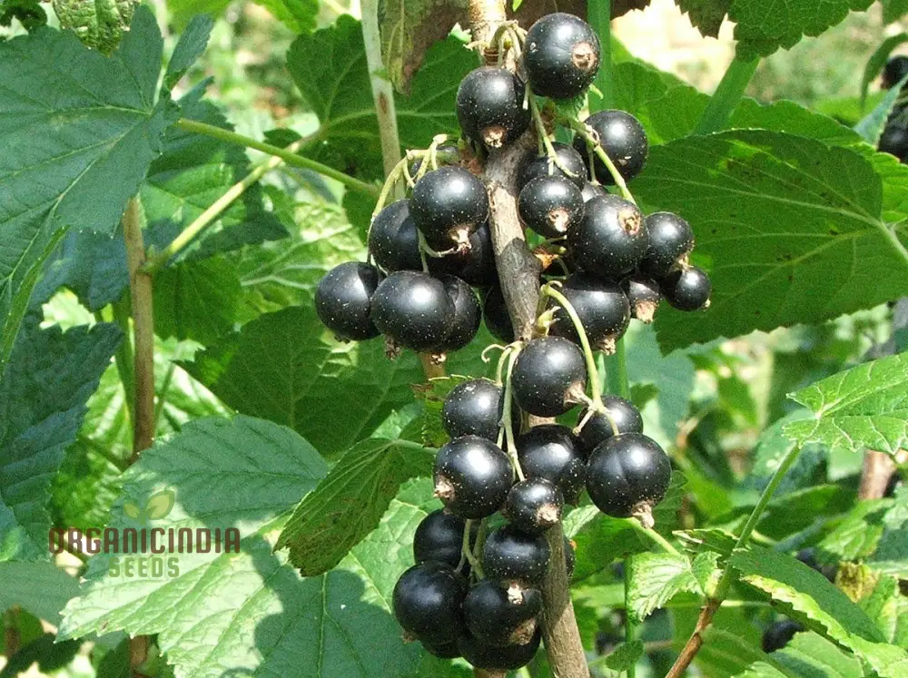 BLACK CURRANT (RIBES NIGRUM) Seeds for Your Garden | Buy Seeds Online - Image 4