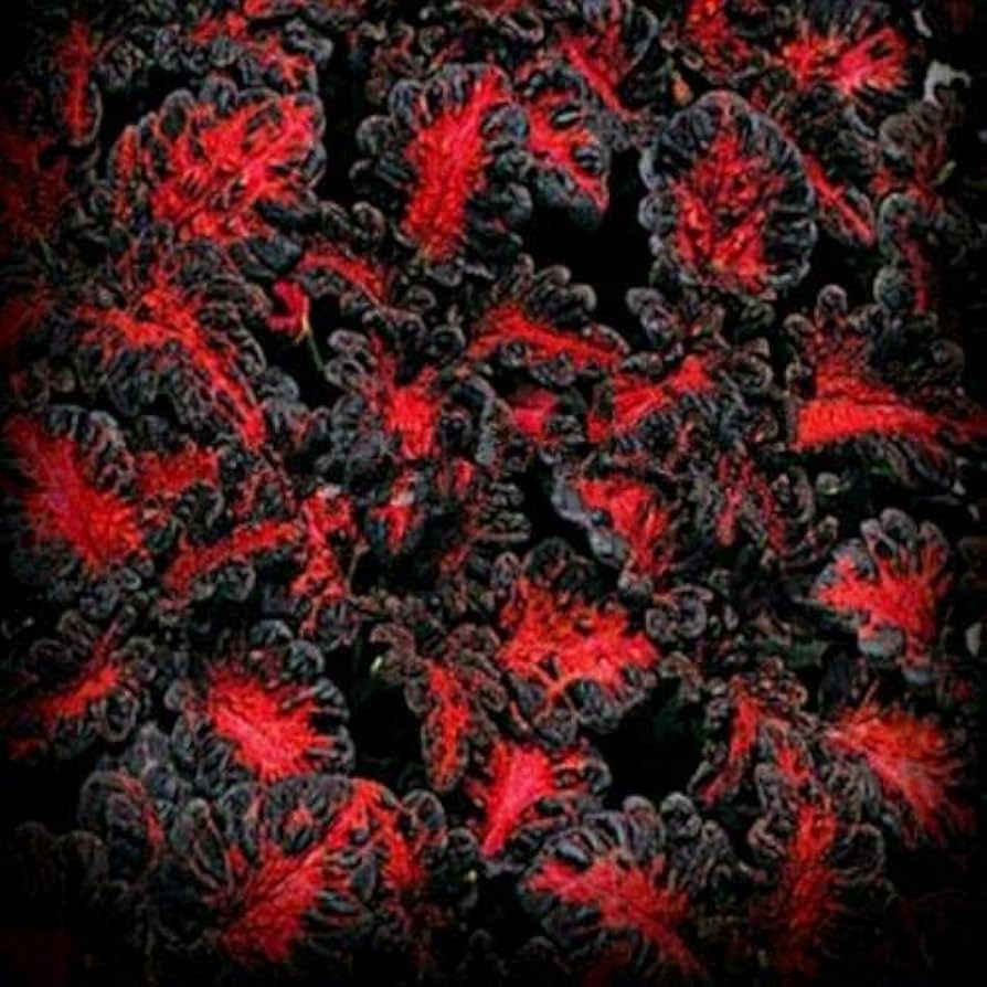 Coleus Seeds (Black Dragon Lulu Coleus Seeds) - Deep Dark Foliage and Vibrant Garden Color