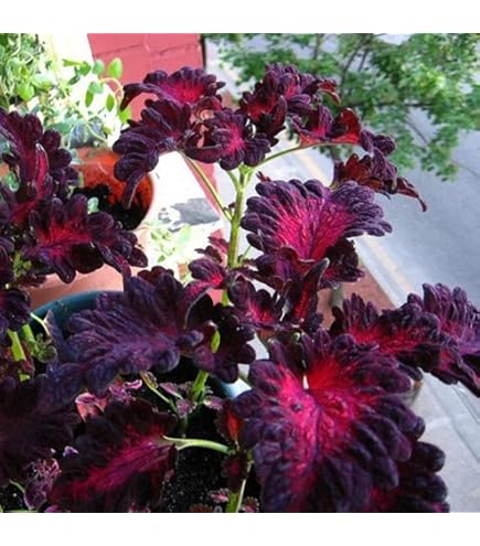 Coleus Seeds (Black Dragon Lulu Coleus Seeds) - Deep Dark Foliage and Vibrant Garden Color - Image 3