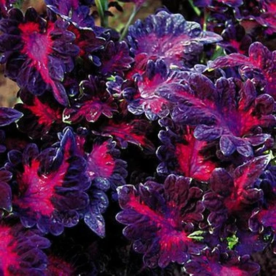 Coleus Seeds (Black Dragon Lulu Coleus Seeds) - Deep Dark Foliage and Vibrant Garden Color - Image 4