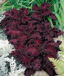 Coleus Seeds (Black Dragon Lulu Coleus Seeds) - Deep Dark Foliage and Vibrant Garden Color - Image 5