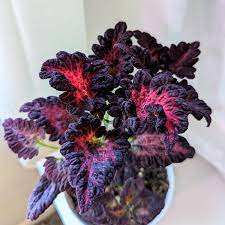 Coleus Seeds (Black Dragon Lulu Coleus Seeds) - Deep Dark Foliage and Vibrant Garden Color - Image 6