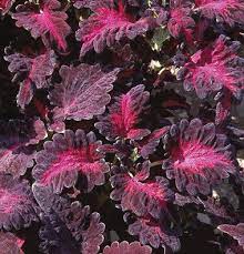 Coleus Seeds (Black Dragon Lulu Coleus Seeds) - Deep Dark Foliage and Vibrant Garden Color - Image 7