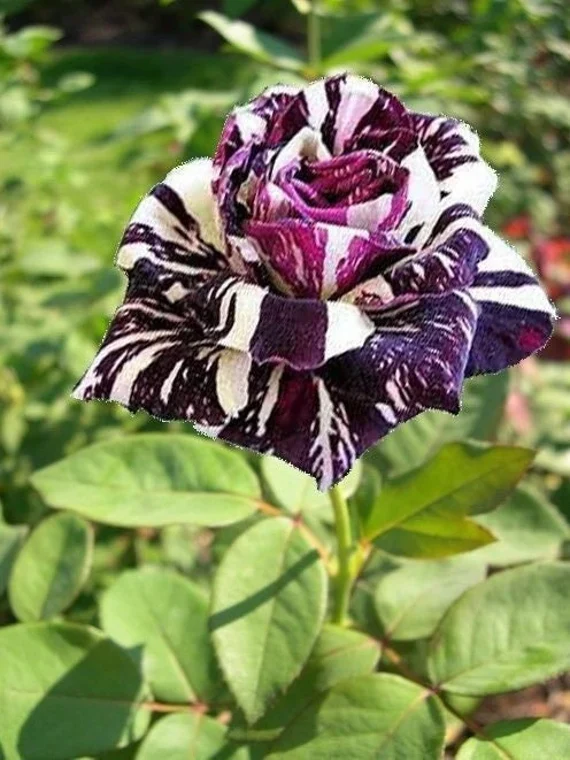 Black Dragon Rose Seeds – Rare Dark Bloom Garden Rose - Image 6