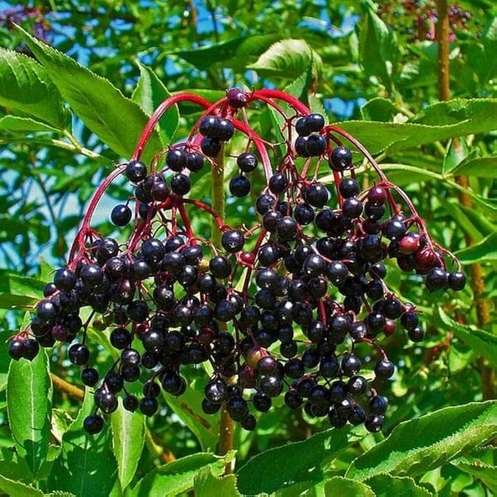 Black Elderberry (Sambucus nigra) – Seeds - Image 3