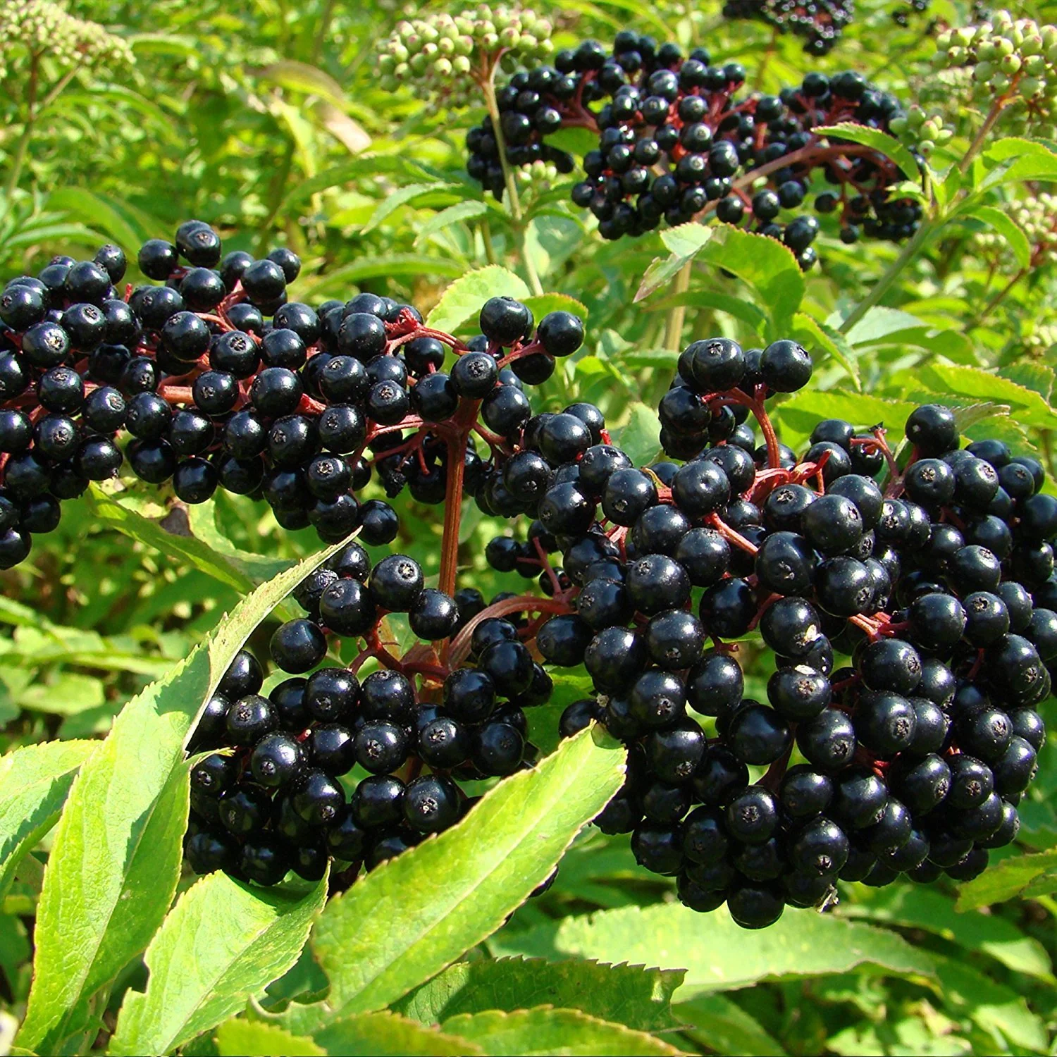 Black Elderberry (Sambucus nigra) – Seeds - Image 4