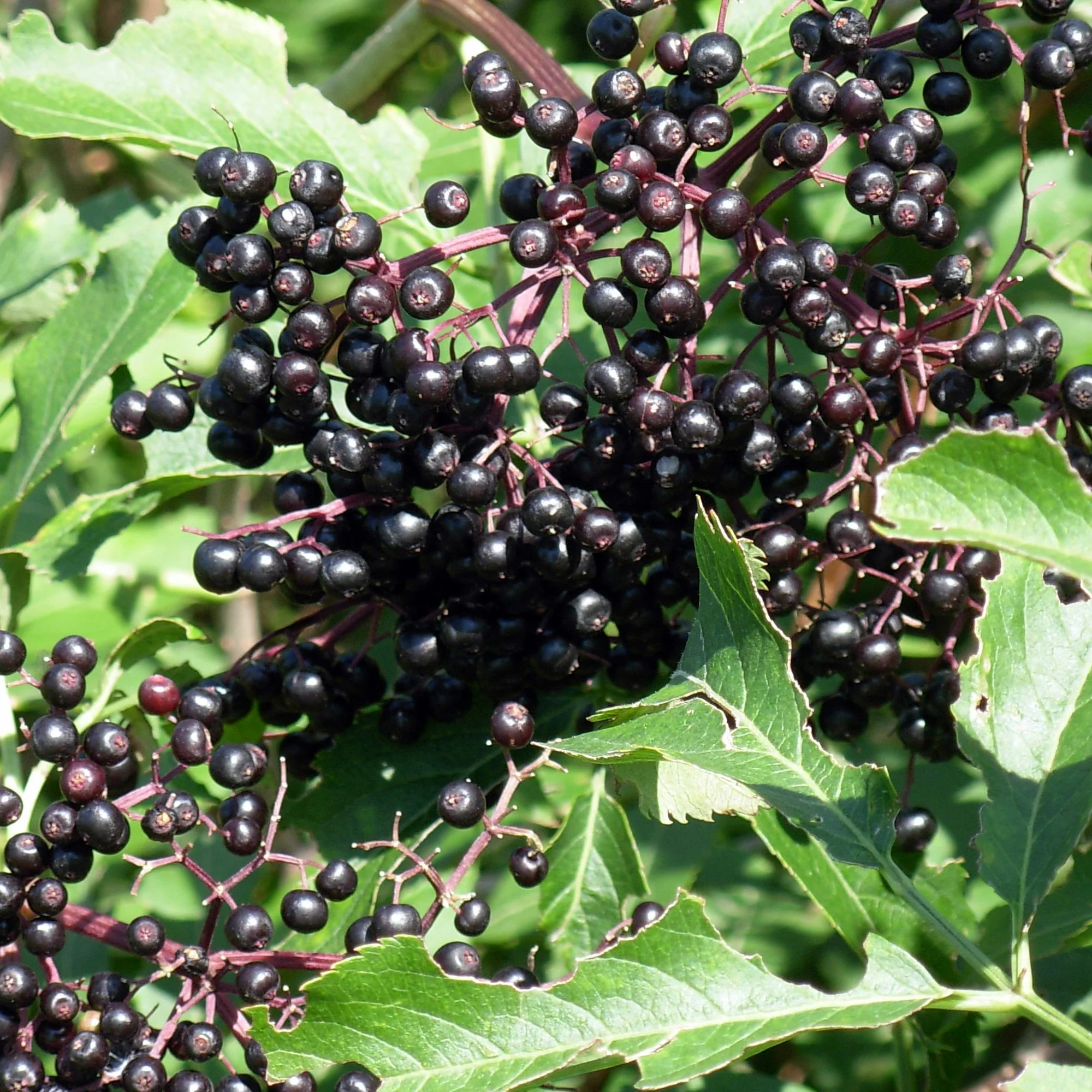 Black Elderberry (Sambucus nigra) – Seeds - Image 5