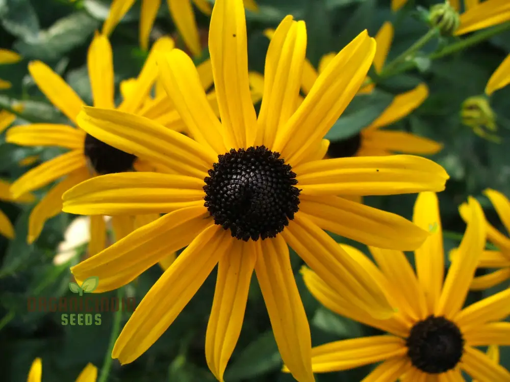 Black-Eyed Susan Flower Seeds For Planting, Rudbeckia Fulgida var. Sullivantii for Stunning Blooms