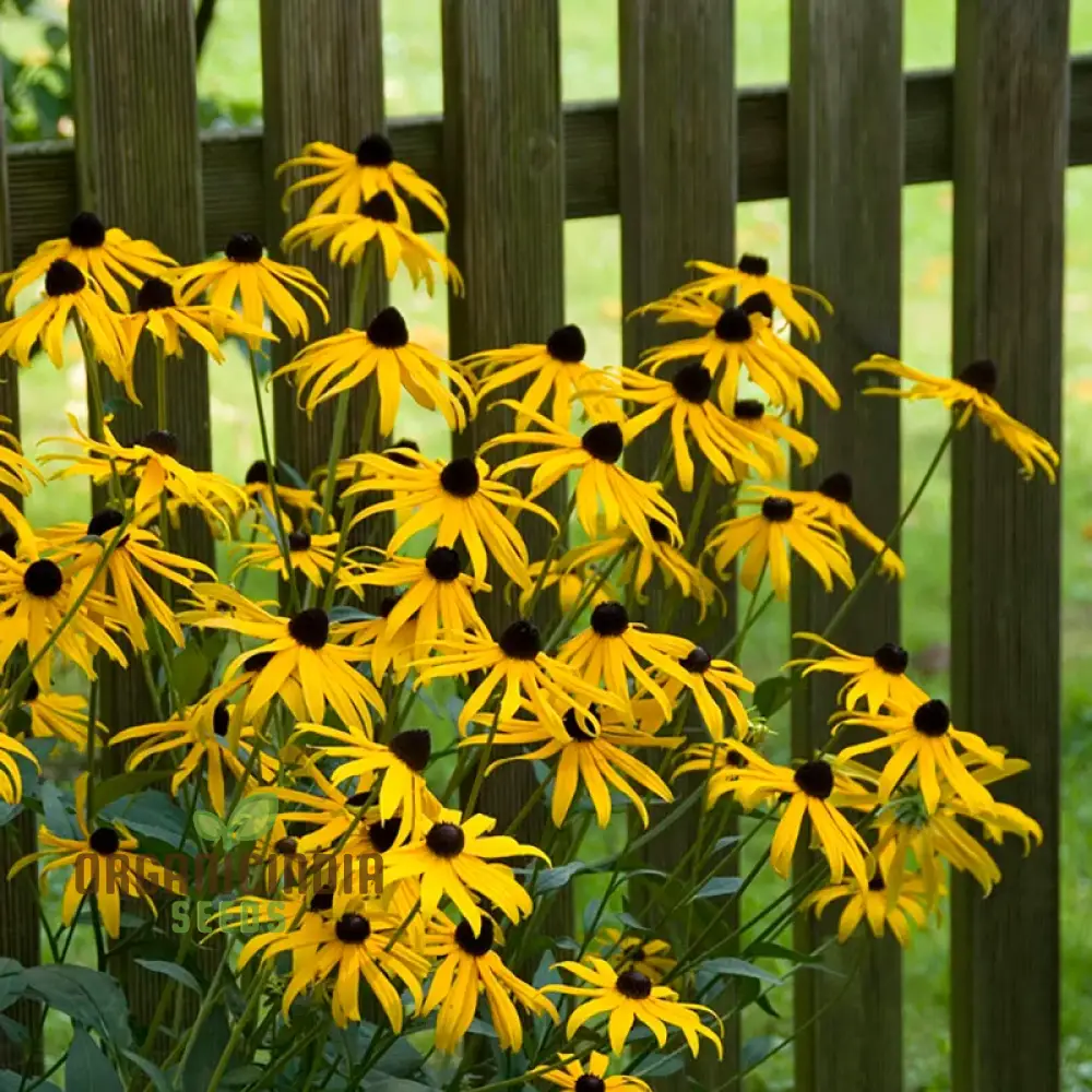 Black-Eyed Susan Flower Seeds For Planting, Rudbeckia Fulgida var. Sullivantii for Stunning Blooms - Image 3