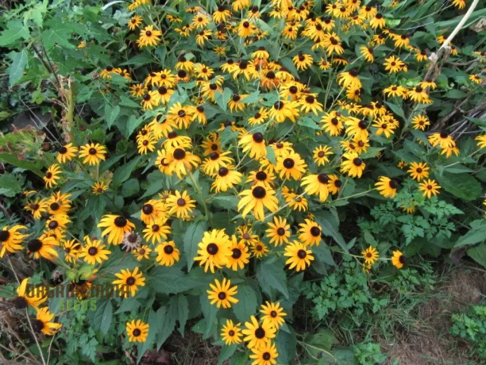 Black-Eyed Susan Flower Seeds For Planting, Rudbeckia Fulgida var. Sullivantii for Stunning Blooms - Image 4