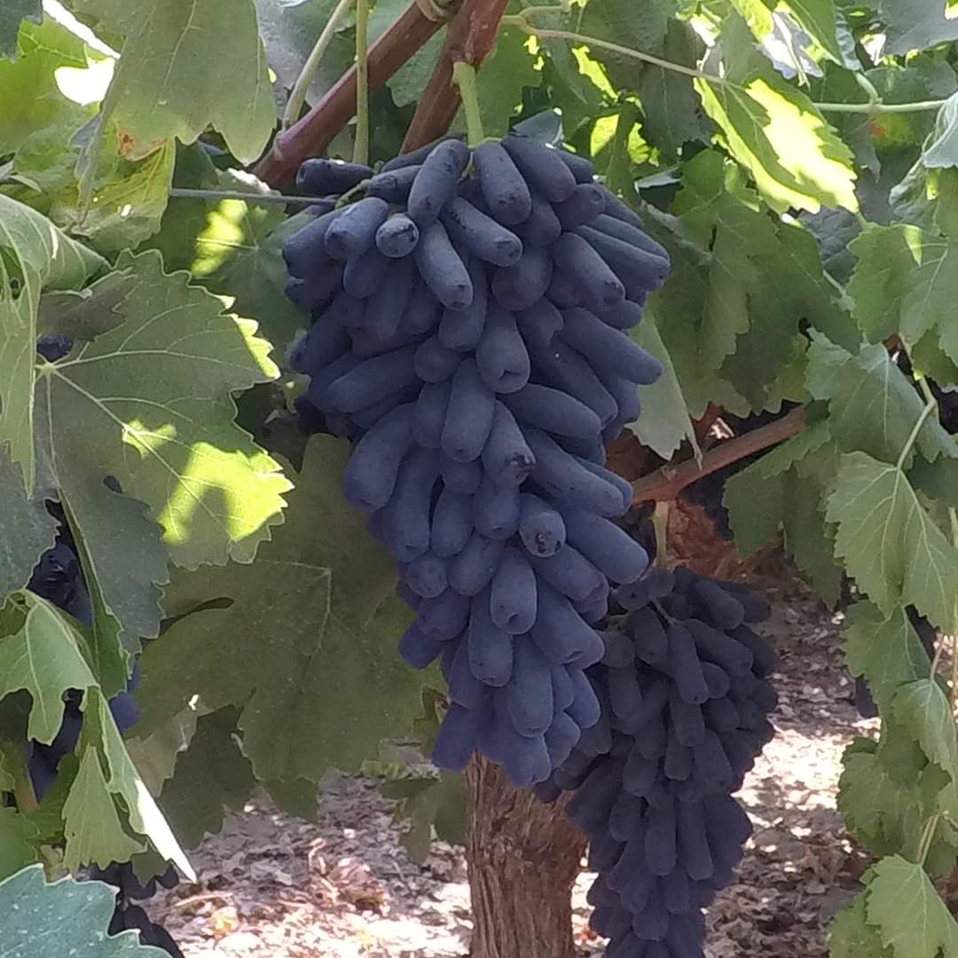Black Finger Grape Vine Seeds