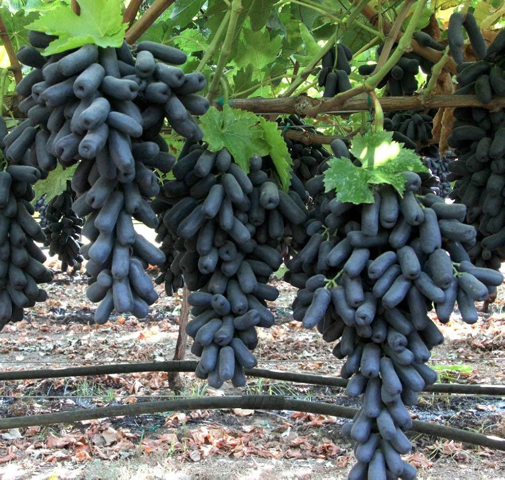 Black Finger Grape Vine Seeds - Image 3