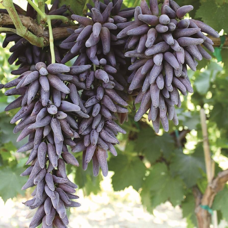 Black Finger Grape Vine Seeds - Image 4