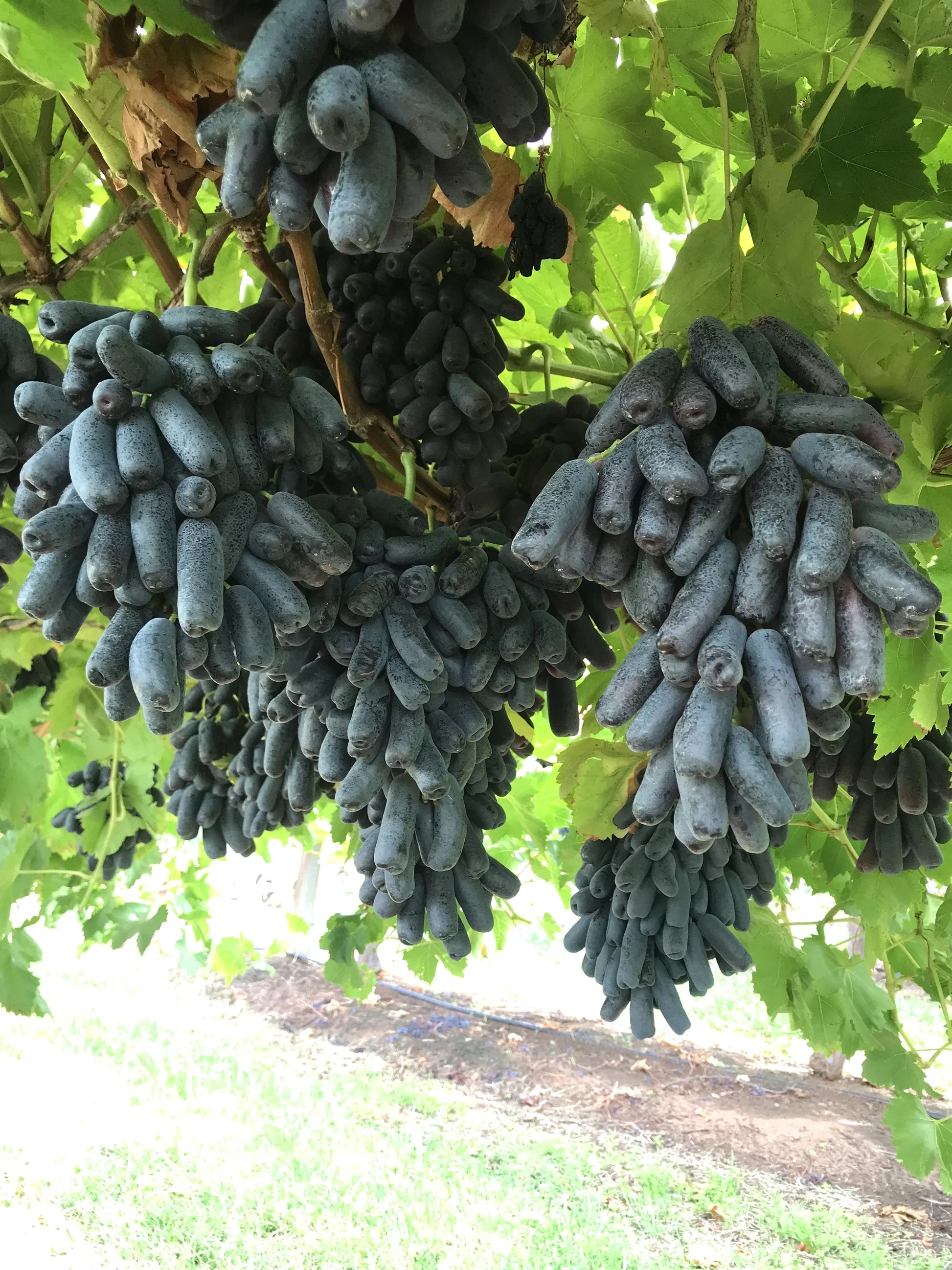 Black Finger Grape Vine Seeds - Image 5