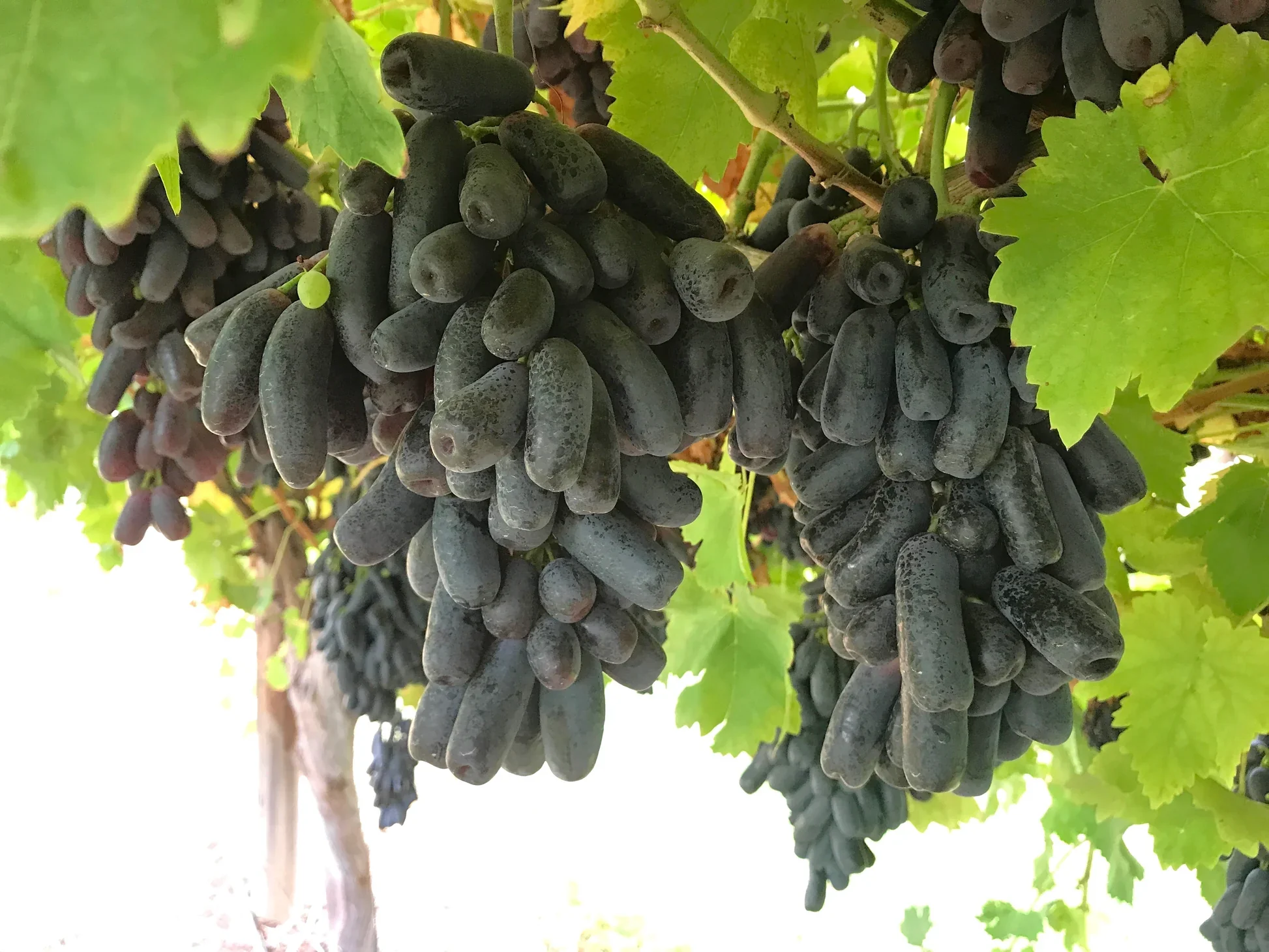 Black Finger Grape Vine Seeds - Image 6