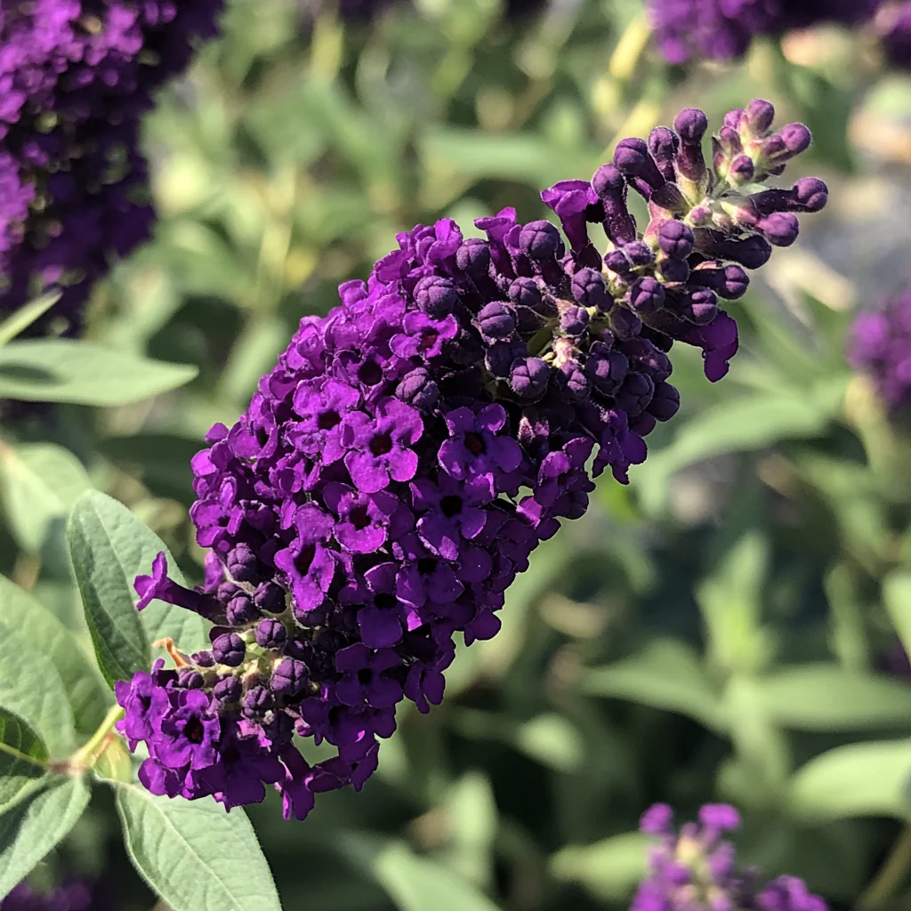 Black Knight Butterfly Bush Seeds – Deep Purple Bloom Shrub for Garden Planting