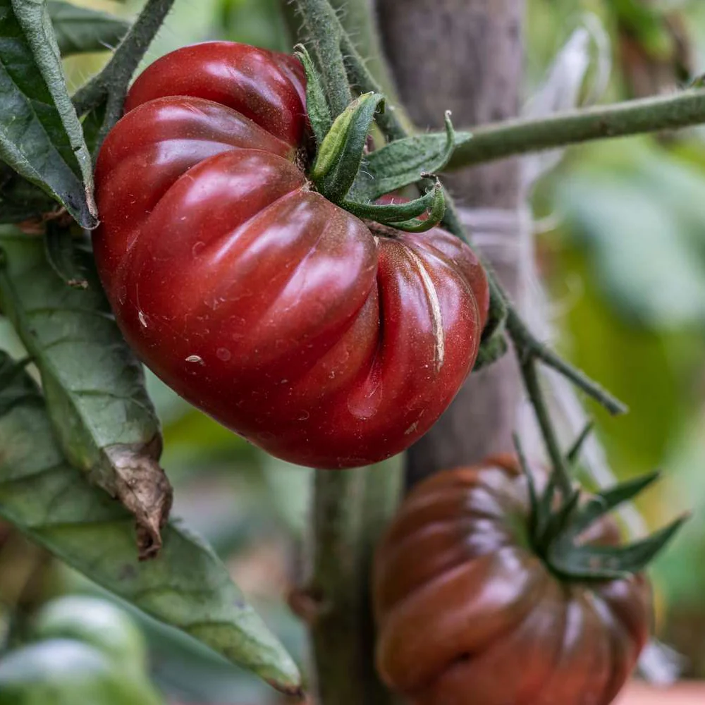 Black Krim Tomato Seeds – Heirloom, Organic & Flavorful - Grow Juicy Dark Tomatoes - Image 2