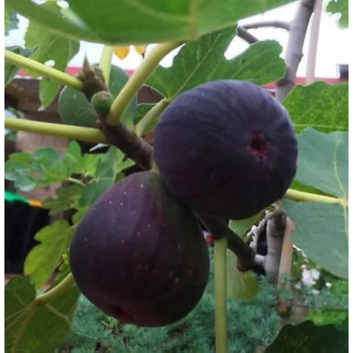 Black Madeira Fig Seeds for Planting - 100 pcs