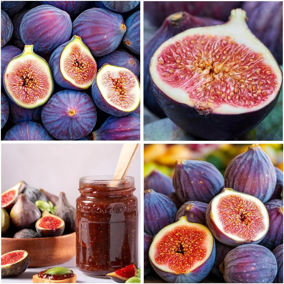 Black Madeira Fig Seeds for Planting - 100 pcs - Image 4