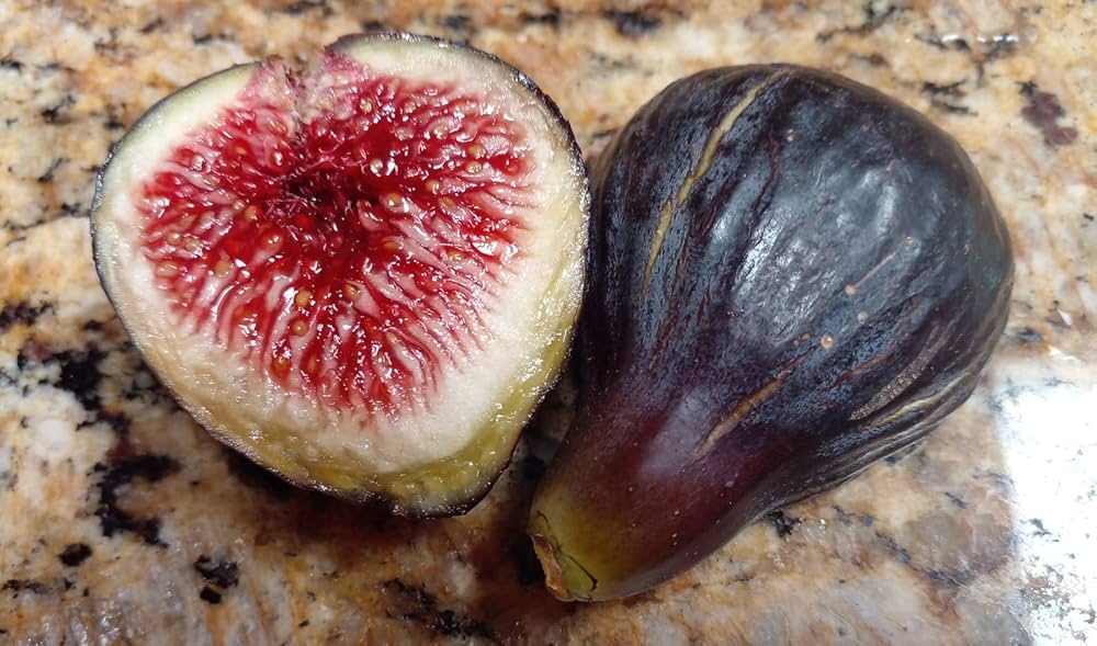 Black Madeira Fig Seeds for Planting - 100 pcs - Image 5