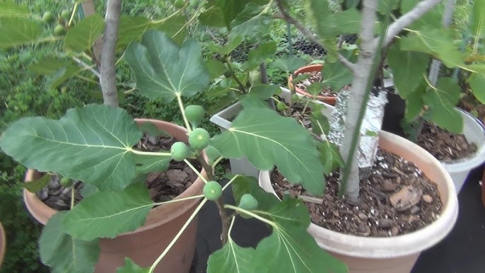 Black Madeira Fig Seeds for Planting - 100 pcs - Image 6
