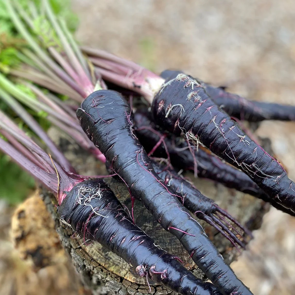 Black Nebula Carrot Seeds – Rare Heirloom Variety for Deep Purple, Nutrient-Rich Harvest