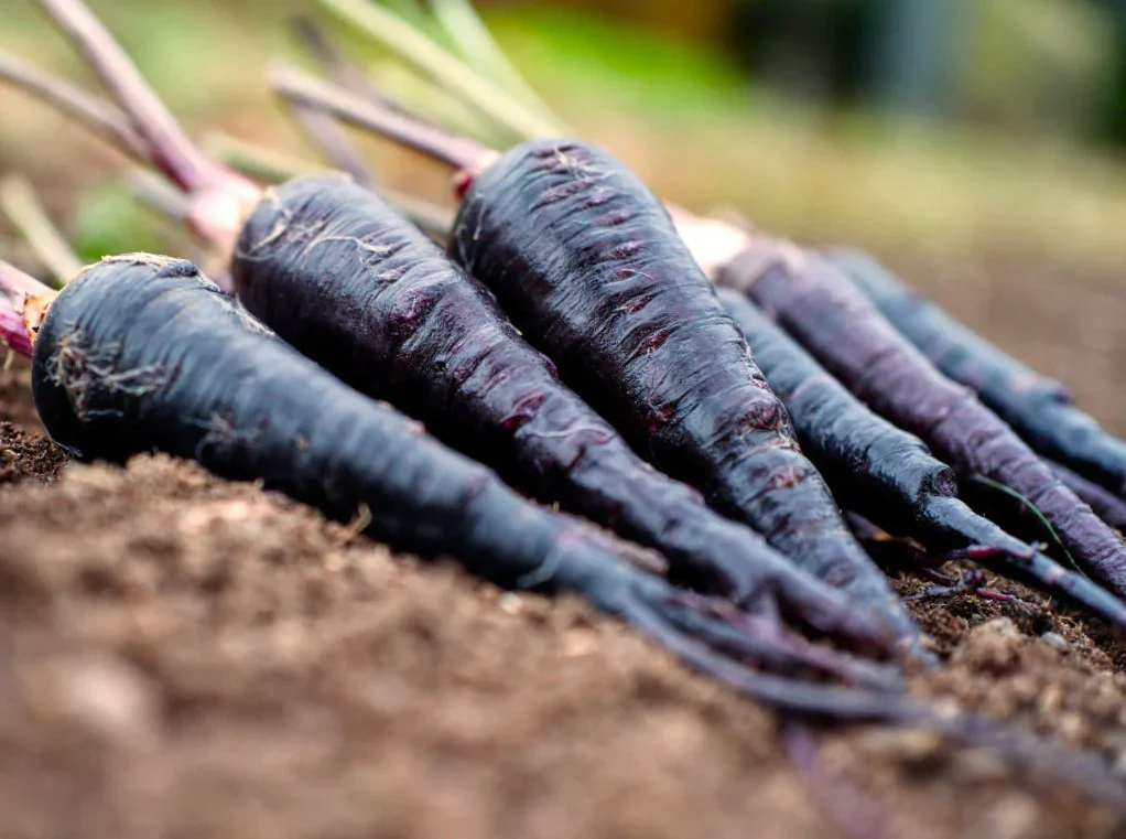Black Nebula Carrot Seeds – Rare Heirloom Variety for Deep Purple, Nutrient-Rich Harvest - Image 3