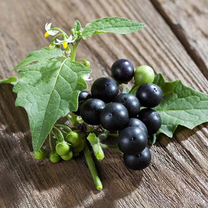 Black Nightshade Seeds Solanum Nigrum Edible Herb, Low Maintenance, Annual Perennial for Patio And Garden - Image 5