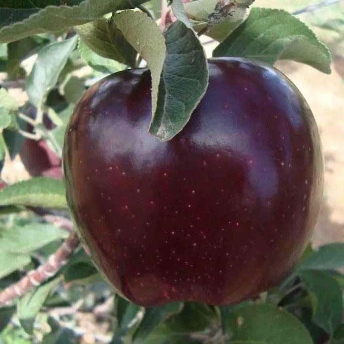 Black Oxford Apple Seeds for Planting – Dark Skin & Excellent Winter Keeper
