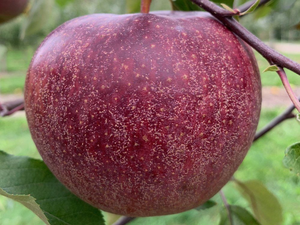 Black Oxford Apple Seeds for Planting – Dark Skin & Excellent Winter Keeper - Image 2