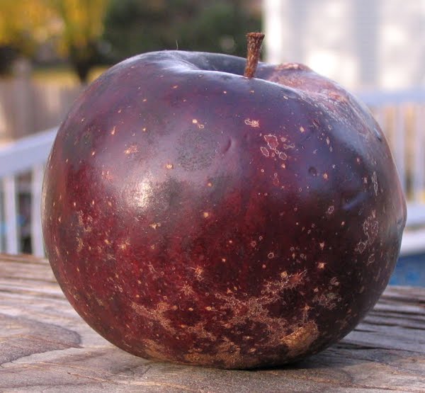 Black Oxford Apple Seeds for Planting – Dark Skin & Excellent Winter Keeper - Image 3