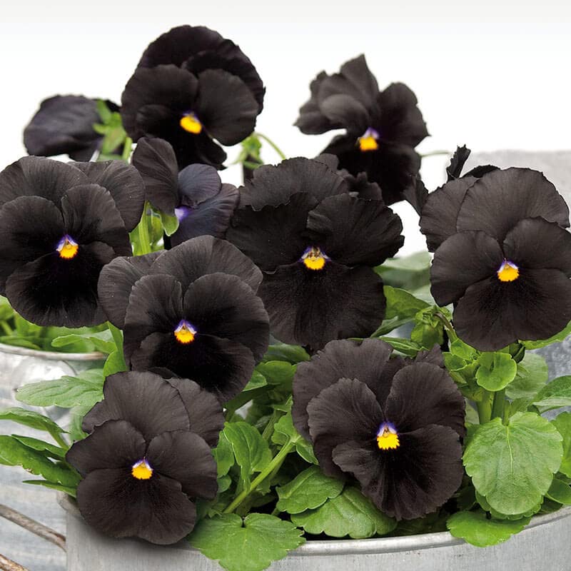 Black Pansy Flower Seeds – Unique Dark Blooms for Elegant Garden Displays - Image 9