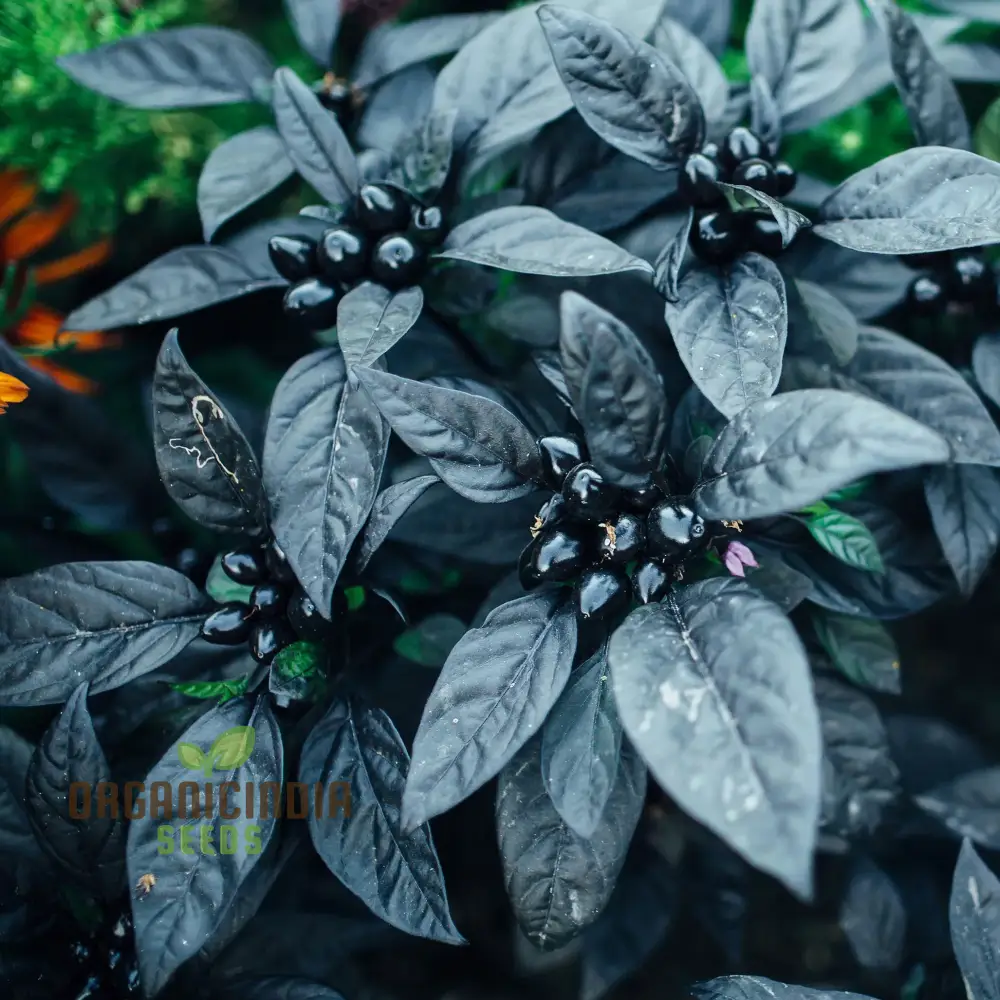 Black Pearl Hot Pepper Seeds - Exotic Variety for Planting and Culinary Delights - Image 2